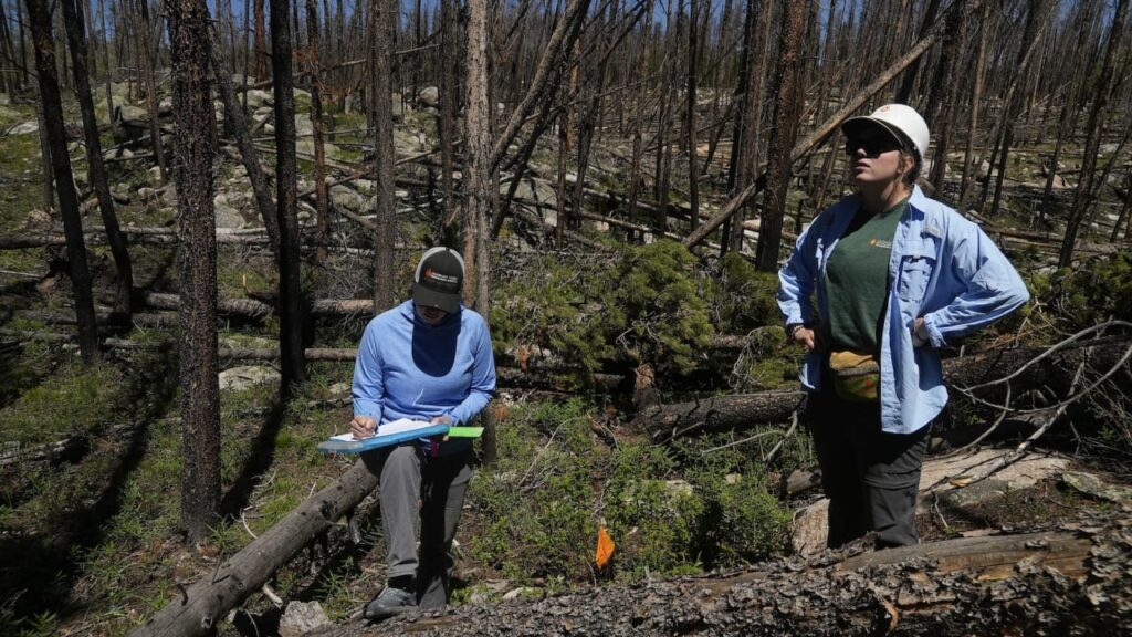 Wildfires Have Decimated Forests. Here’s Why Replanting Trees Is A