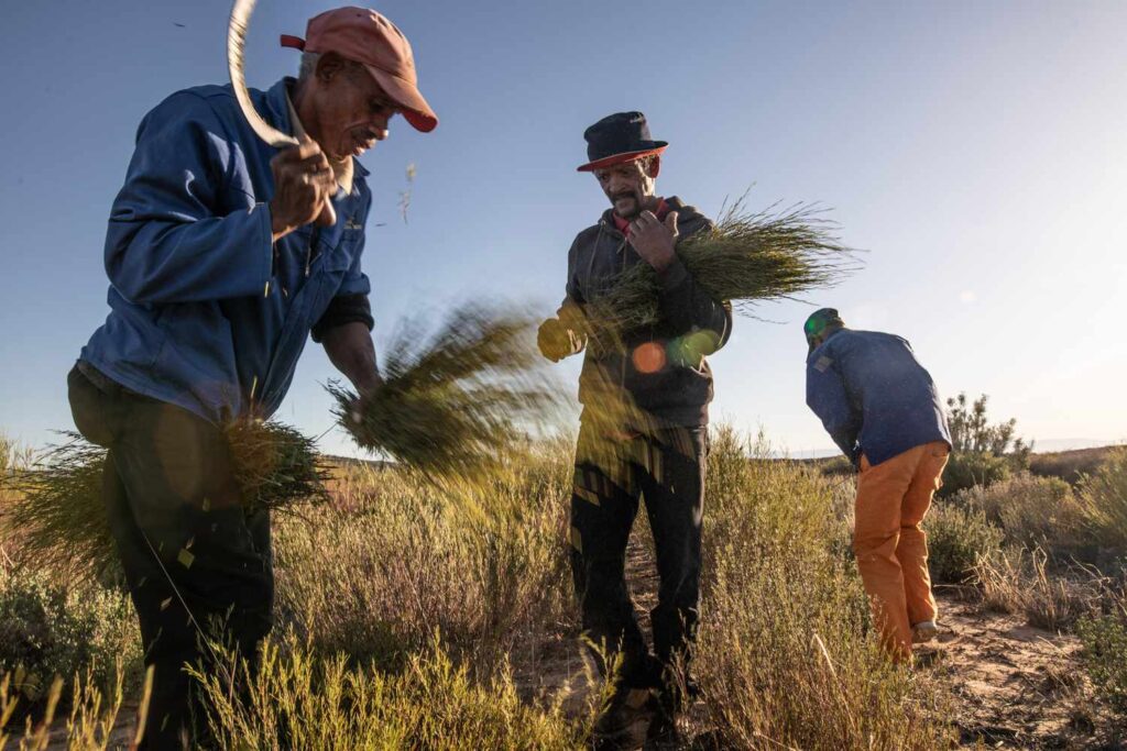 Discover The Magic Of Rooibos In South Africa’s Rugged Mountains