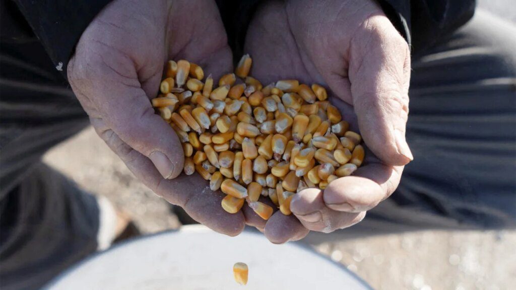 Midwest Farmers Rush To Sell Corn As Prices Rally. What’s