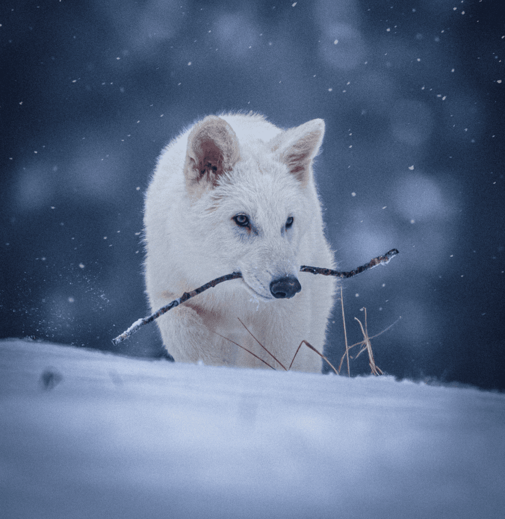 Does colossal biosciences' dire wolf creation justify its $10b+ valuation?