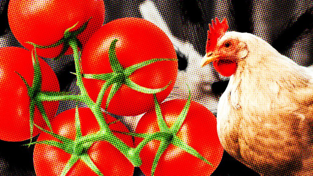 Cdc announces salmonella poultry outbreak as fda issues salmonella tomato recalls